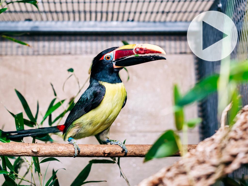Aracari bird standing on rod in Birmingham Zoo